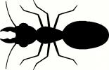 Insect (4) vinyl decal